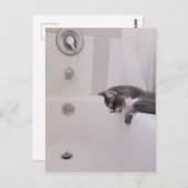 Boris, die Niedliche Nubber Kitty Postcard Postkarte (Vorne/Hinten)