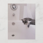 Boris, die Niedliche Nubber Kitty Postcard Postkarte (Vorderseite)