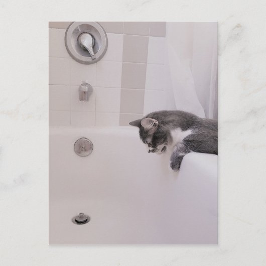 Boris, die Niedliche Nubber Kitty Postcard Postkarte (Vorderseite)