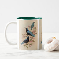 Bornean Fairy Bluebird von John Gould
