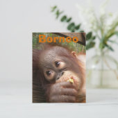 Borneo Baby Orangutan Postkarte (Stehend Vorderseite)
