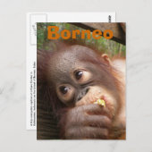 Borneo Baby Orangutan Postkarte (Vorne/Hinten)