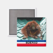 Borneo Niedlich Orangutan Sepilok Magnet (Vorderseite/Rückseite)