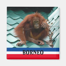 Borneo Niedlich Orangutan Sepilok Magnet