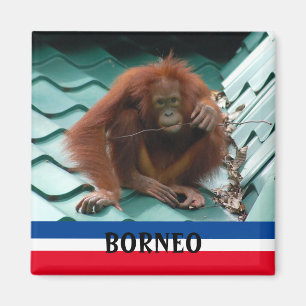 Borneo Niedlich Orangutan Sepilok Souvenir Magnet