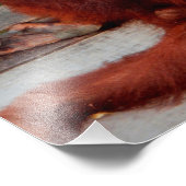 Borneo-Orang-Utan Fotodruck (Ecke)