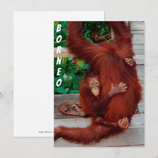 Borneo-Orang-Utan-Karte (Vorne/Hinten)