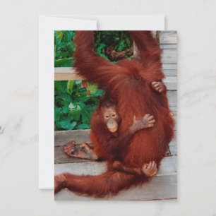 Borneo-Orang-Utan Karte