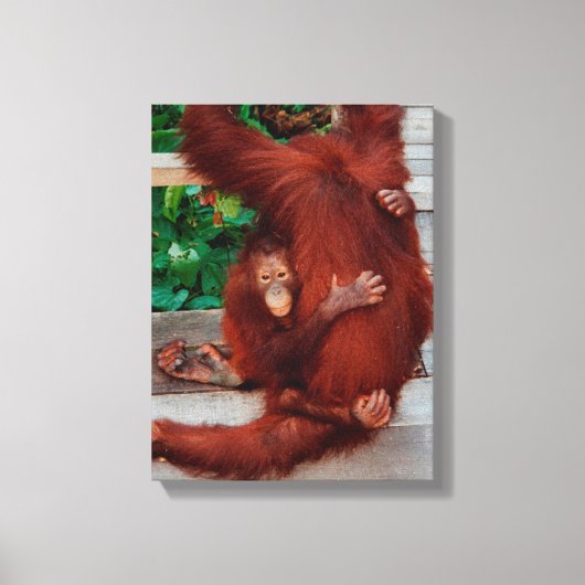 Borneo-Orang-Utan Leinwanddruck (Vorderseite)