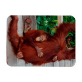 Borneo-Orang-Utan Magnet (Horizontal)