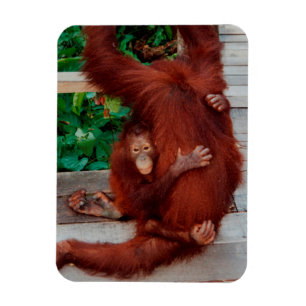 Borneo-Orang-Utan Magnet