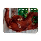 Borneo-Orang-Utan Magnet (Horizontal)