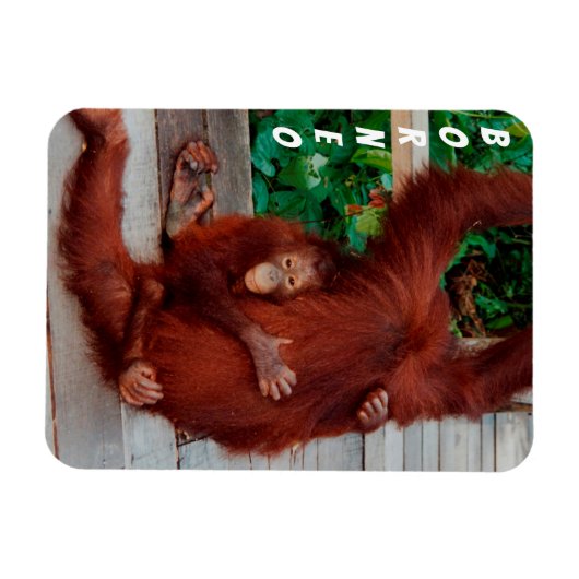 Borneo-Orang-Utan Magnet (Horizontal)