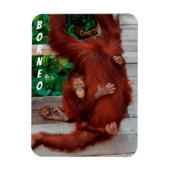 Borneo-Orang-Utan Magnet (Vertikal)