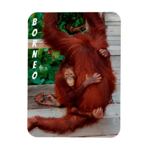 Borneo-Orang-Utan Magnet