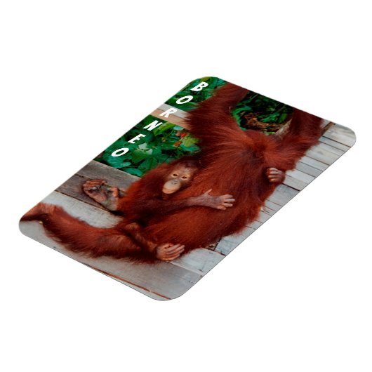 Borneo-Orang-Utan Magnet (Linke Seite)
