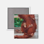 Borneo-Orang-Utan Magnet (Vorderseite/Rückseite)