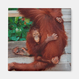 Borneo-Orang-Utan Magnet