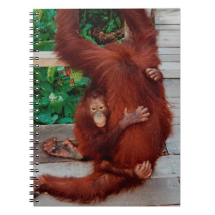 Borneo-Orang-Utan Notizblock
