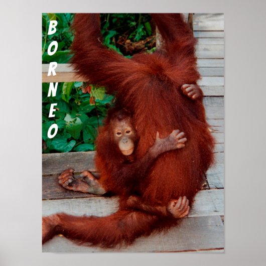 Borneo-Orang-Utan Poster (Vorne)