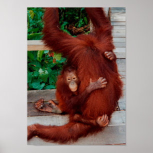 Borneo-Orang-Utan Poster