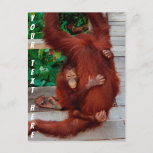 Borneo-Orang-Utan Postkarte