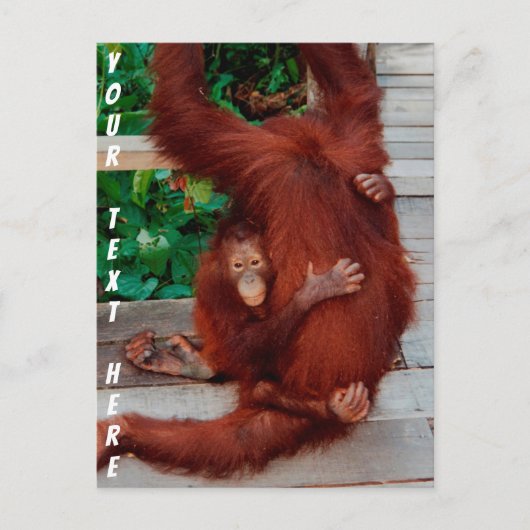 Borneo-Orang-Utan Postkarte (Vorderseite)