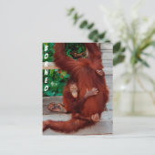 Borneo-Orang-Utan Postkarte (Stehend Vorderseite)