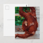 Borneo-Orang-Utan Postkarte (Vorne/Hinten)