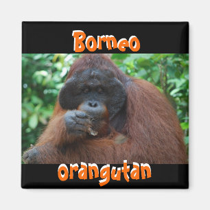 Borneo Orangutan Jungle Magnet