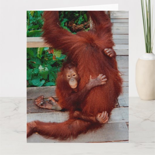 Borneo orangutan karte (Vorderseite)