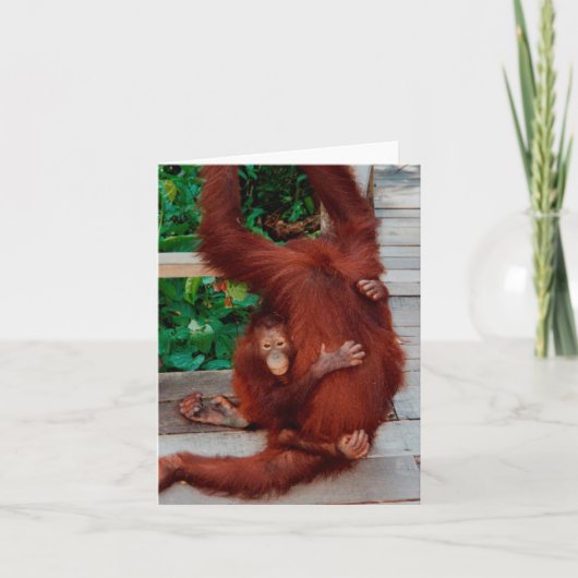 Borneo orangutan karte (Vorderseite)