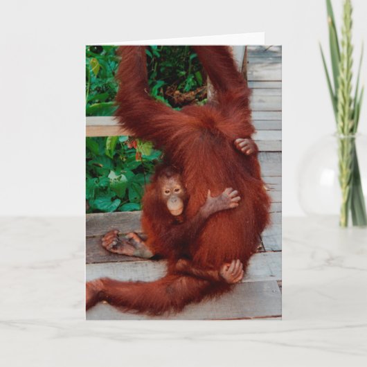 Borneo orangutan karte (Vorderseite)