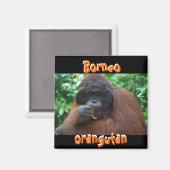 Borneo Orangutan Male in Dschungel Magnet (Vorderseite/Rückseite)