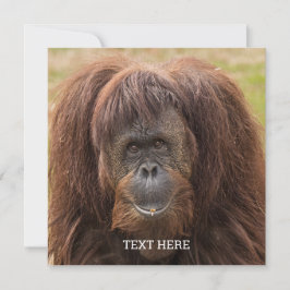 Borneo Orangutan Schöne Fotografie