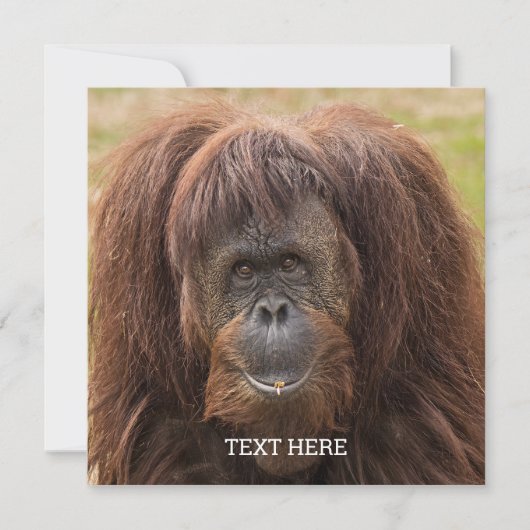 Borneo Orangutan Schöne Fotografie (Vorderseite)