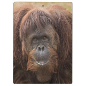 Borneo Orangutan Schöne Fotografie Klemmbrett (Rückseite)