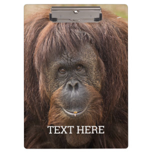 Borneo Orangutan Schöne Fotografie Klemmbrett