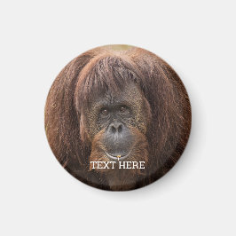 Borneo Orangutan Schöne Fotografie Magnet