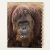 Borneo Orangutan Schöne Fotografie Planer (Rückseite)