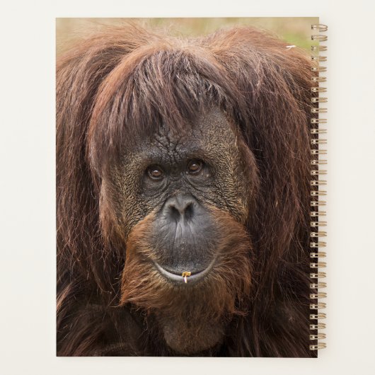 Borneo Orangutan Schöne Fotografie Planer (Rückseite)