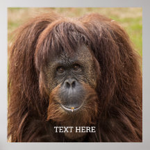 Borneo Orangutan Schöne Fotografie