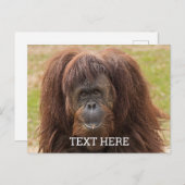 Borneo Orangutan Schöne Fotografie Postkarte (Vorne/Hinten)