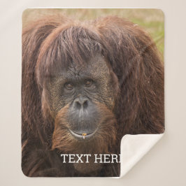 Borneo Orangutan Schöne Fotografie Sherpadecke