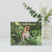 Borneo Proboscis Monkey Indonesia Wildlife Postkarte (Stehend Vorderseite)
