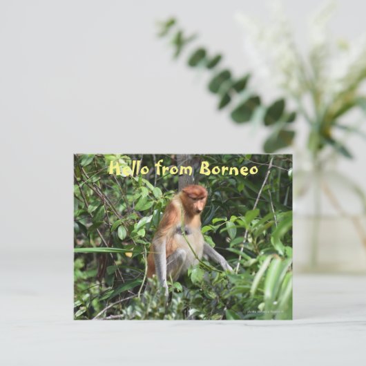 Borneo Proboscis Monkey Indonesia Wildlife Postkarte (Stehend Vorderseite)