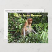 Borneo Proboscis Monkey Indonesia Wildlife Postkarte (Vorne/Hinten)