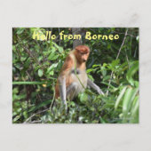 Borneo Proboscis Monkey Indonesia Wildlife Postkarte (Vorderseite)