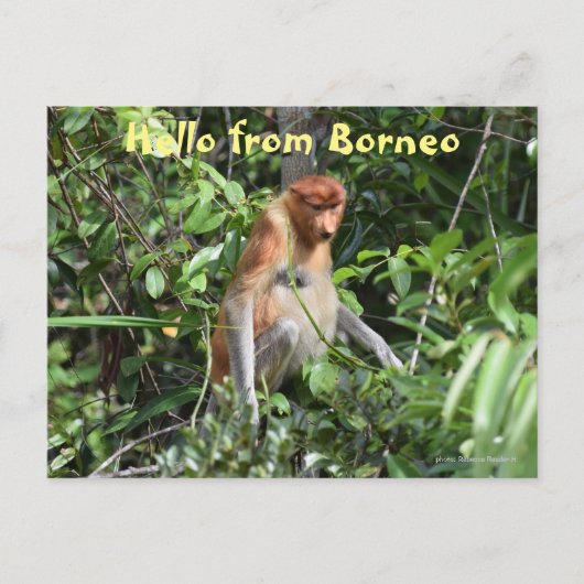 Borneo Proboscis Monkey Indonesia Wildlife Postkarte (Vorderseite)