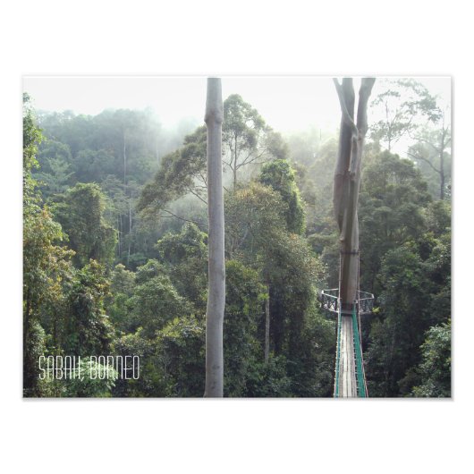 Borneo Rainforest Jungle Treetops Sabah Fotodruck (Vorne)